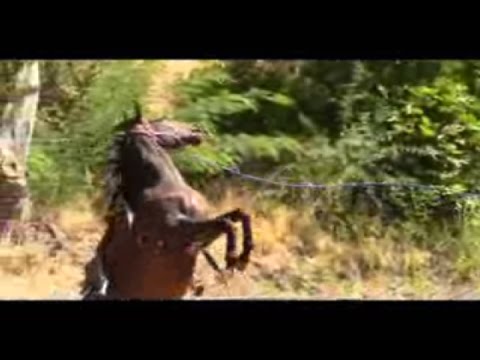 Horse Rearing and flipping over with Mike Hughes, Auburn Califronia