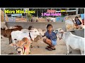 Micro mini cows in our farm | Nadipathy goshala | #miniature #trending #tiktok #viral #youtube #yt