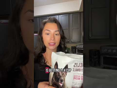 7 month Fidelis puppy Chai update!