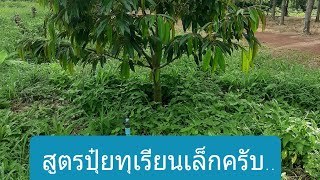 แนะนำ.. แนวทาง สำหรับการใส่ปุ๋ยทุเรียนเล็ก ในสูตร ผมเองครับ จากประสบการณ์ ..จริงครับ..