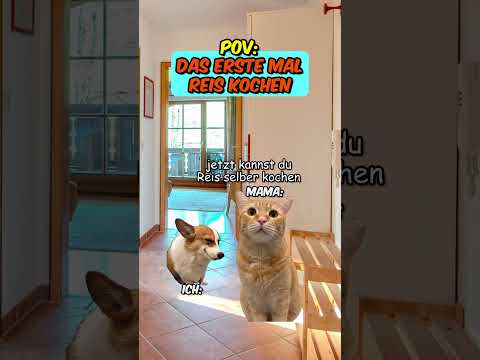 PoV: Du kochst zum ersten mal alleine #katzenvideos  #kochen  #katze
