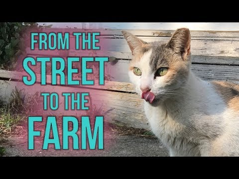 Fia the Feral Gets a Barn Home