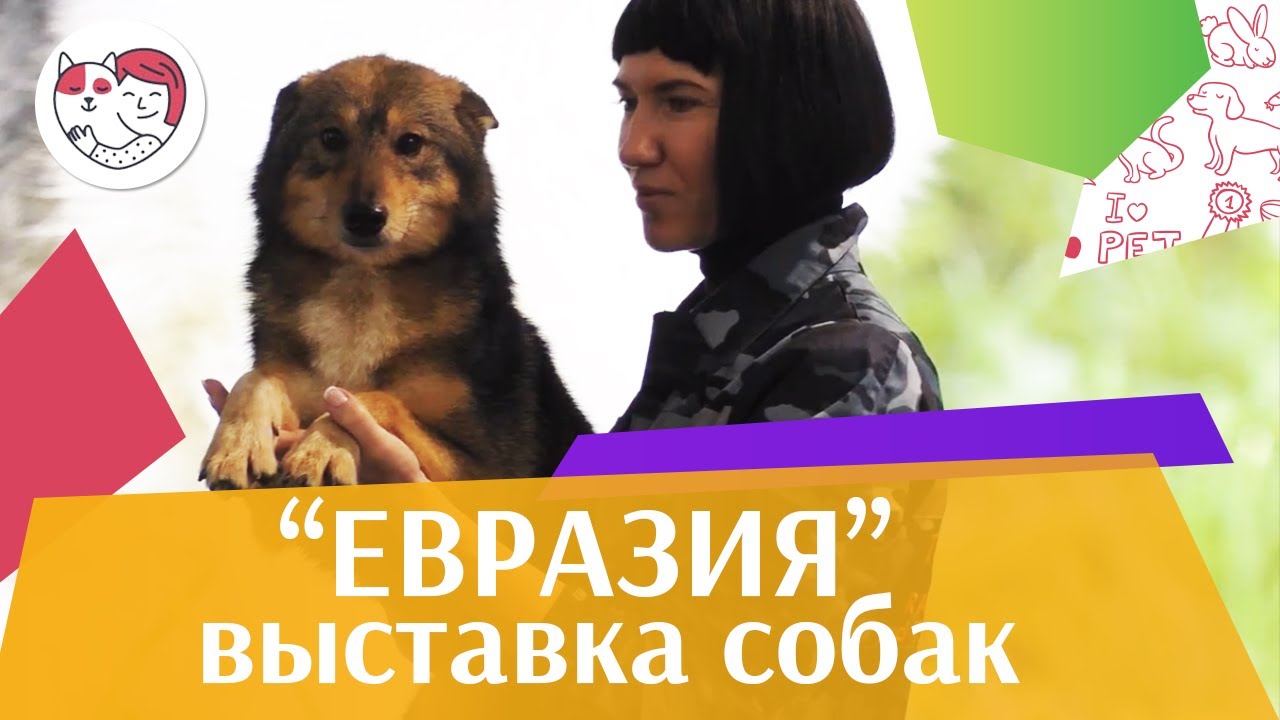 Интернациональная выставка собак «Евразия» на ilikepet