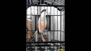 Download lagu cendet si GANASSS situbondo JAVA BC mp3
