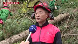 '주변의 위험한 나무 제거해 드립니다'   YTN
