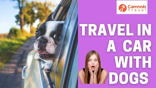 11 Tips to Travel the Country in a Car with Dogs