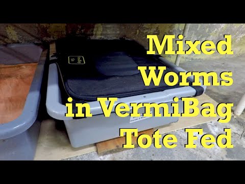 Mixed worms in VermiBag Tote fed - vermicompost