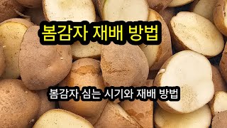봄감자 재배 방법, #감자심는시기.