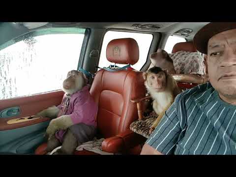 Bath Jk Shaki Limousines