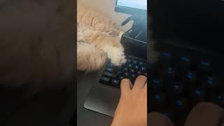 邪魔だけど怒れない（笑） #猫 #可愛い猫 #ヴァロラント