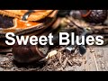 Sweet Blues Music - Instrumental Smooth Blues played on Piano and Guitar