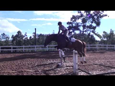 Mago HI 4 anos saltando - Cavalos puro sangue Lusitanos - Coudelaria aguilar