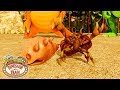 Shell House Hunting Dinosaur Train