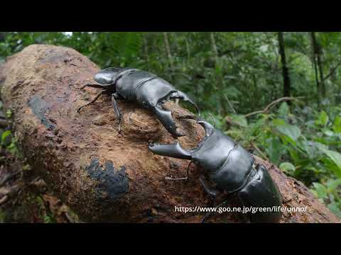 オオヒラタクワガタの闘い