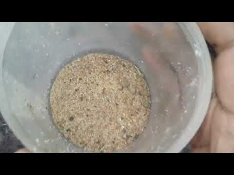 HOW To Hunt a antlion ? ant lion hunting🦁🦁🦁😂