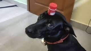 stay still blackie