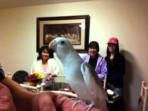 Vilma's 2012 Birthday Song