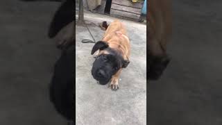 preview picture of video 'Boerboel puppy'