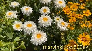 ( La margaritas ) Los Tigres Del Norte