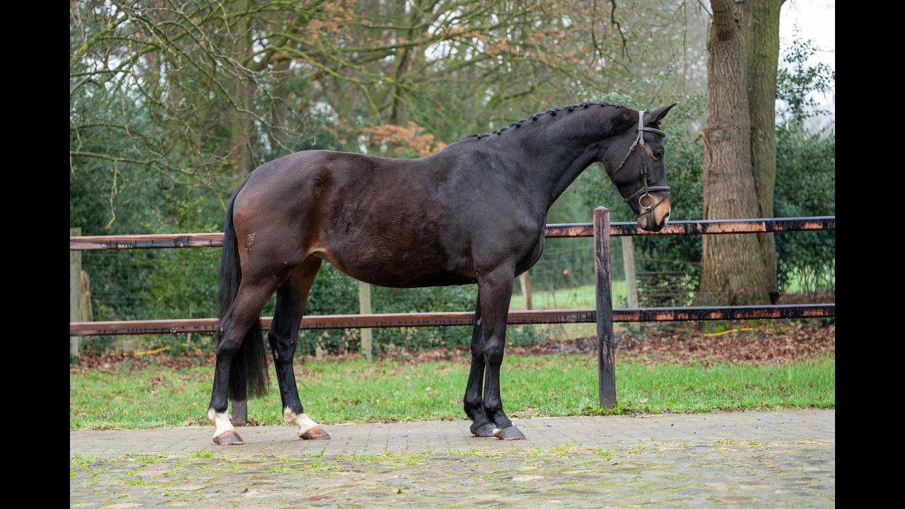 Feluna Cherry B (BOUDEWIJN x NESCIO) video 1