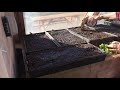 Organic Seed Starting Mixing A Transplant Drench