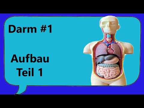 Darmaufbau 1/ Anatomie Wandaufbau, Darmrohr von innen, Querschnitt, Länge [Krankheiten verstehen]