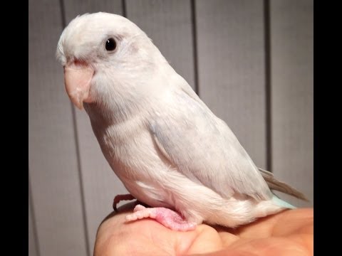 Nov 13, Smokey is Home!