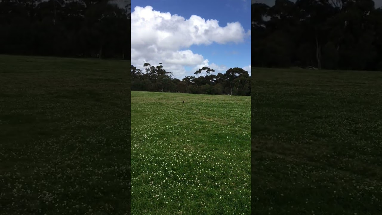 YouTube Short thumbnail