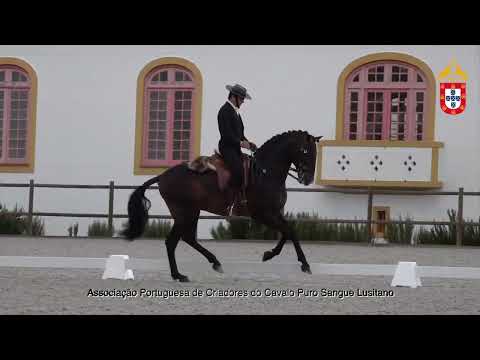 220424 2 Joker - Aprovação de Garanhões