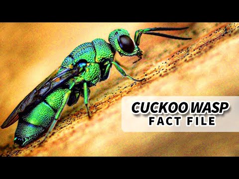 Cuckoo Wasp Facts: the JEWEL WASP | Animal Fact Files