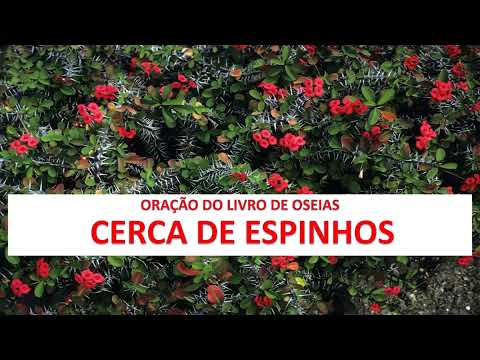 Prayer of the Thorn Hedge - Prayer from the Book of Hosea