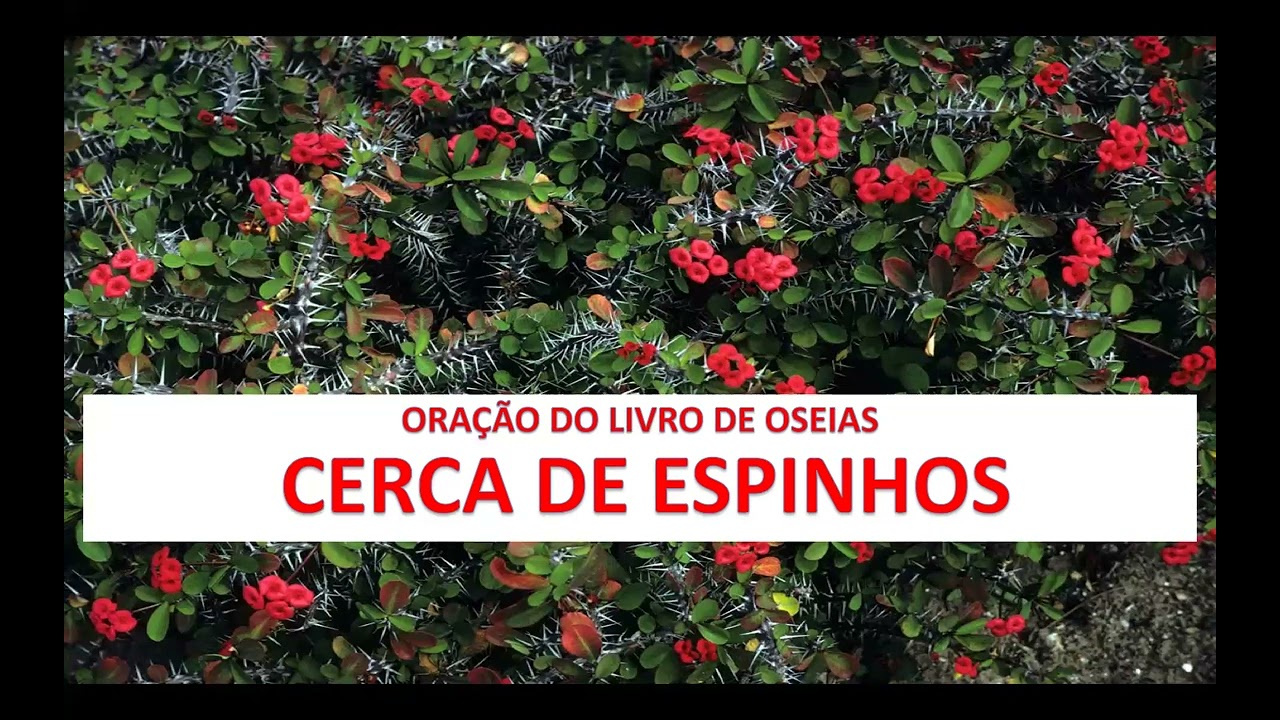 Oração da Cerca de Espinhos - Oração do Livro de Oseias