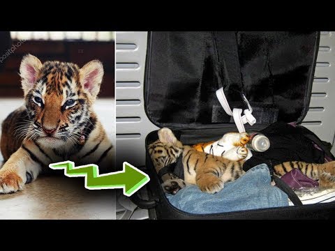 5 COISAS ABSURDAS PRESAS EM AEROPORTOS