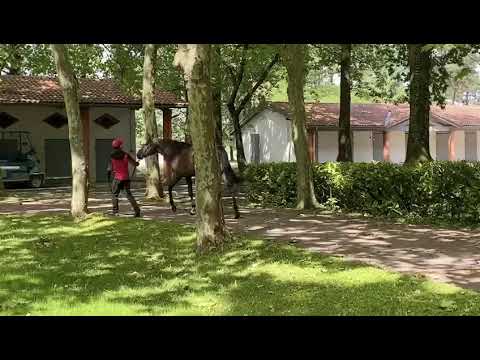 Lot 69 Breeze Up Osarus 2020 En main