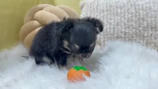 チワワ（ロング）の動画01