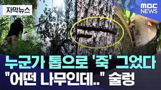 [자막뉴스] 누군가 톱으로 '죽' 그었다, "어떤 나무인데.." 술렁 (MBC뉴스)