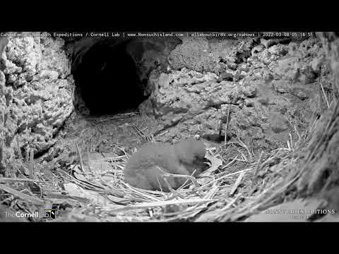 Cahow Chick Arranges Nesting Material While Waiting For A Feeding Visit – March 8, 2022