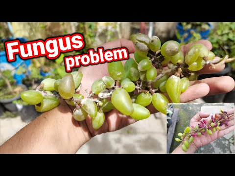 , title : 'FUNGUS SA UBAS | Fungus problem in your grape vines'