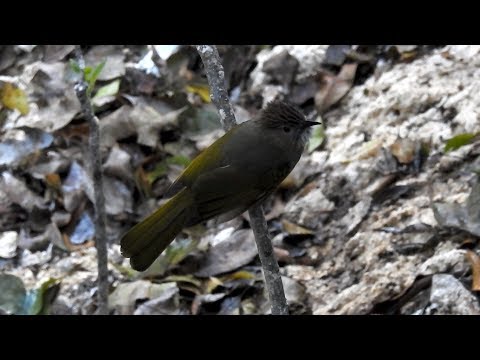 Bulbul zelenokrídly (Ixos mcclellandii) — spev a hlas v prírode