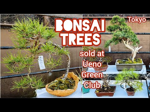 BONSAI TREE SHOP at Ueno Green Club Tokyo ELEGANT MINIATURE PLUM SAKURA CONIFER