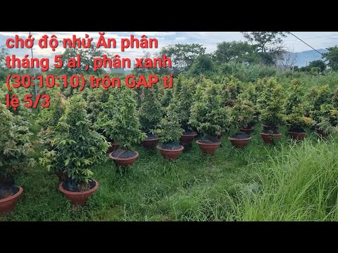 12/6 chia sẻ cách chăm sóc mai vàng tháng 6 , đọt non mơn mởn