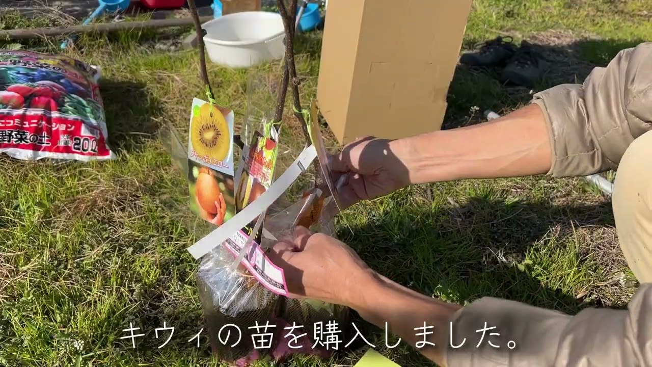 1月2日の畑作業（玉ねぎの苗植え付け・キウィの苗定植・キャベツの収穫・ブロッコリー収穫）