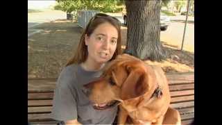 Guide dog puppy