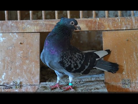 Treće mesto Srbija + juniori 2024. - Vladimir Ivković GSS 96