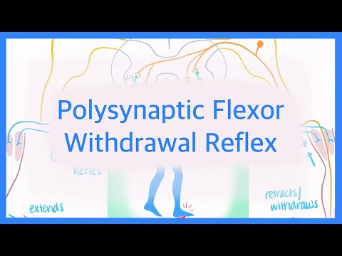 Polysynaptic Flexor Withdrawal Reflex: Reciprocal Inhibition & Crossed Extensor Reflex