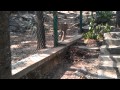 Leopard In Zoo