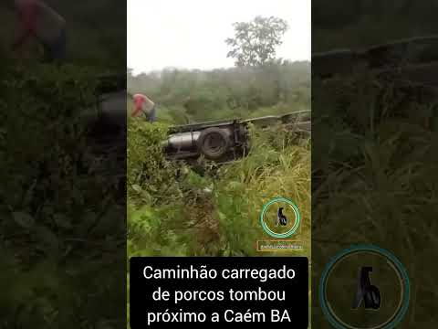 Caminhão carregado de porcos tombou próximo a Caém BA