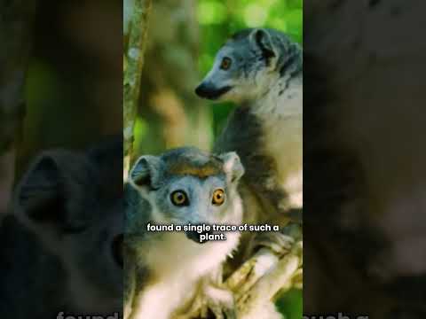 🌱 The “MAN-EATING” Plant Myth of Madagascar?! 😳🌿 #shorts #naturefacts #tree