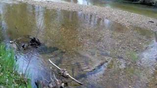 preview picture of video 'Brook Fishing - Native Trout'