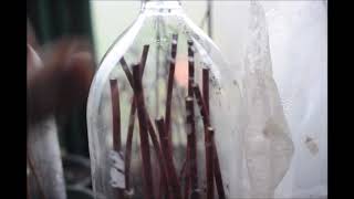 Cloning a Redtwig Dogwood